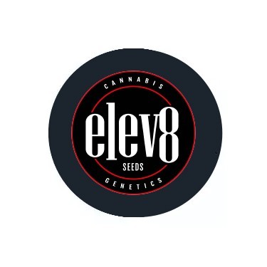 Elev8 Seeds Feminized
